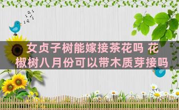 女贞子树能嫁接茶花吗 花椒树八月份可以带木质芽接吗